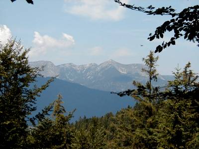 mal ein Blick heraus aus dem Wald